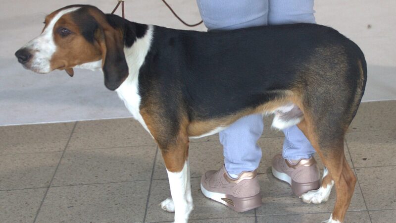 Brachet allemand