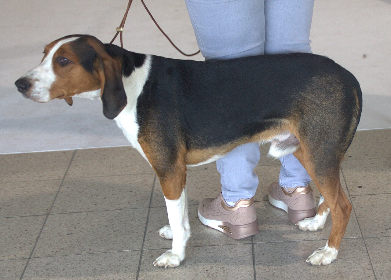 Brachet allemand