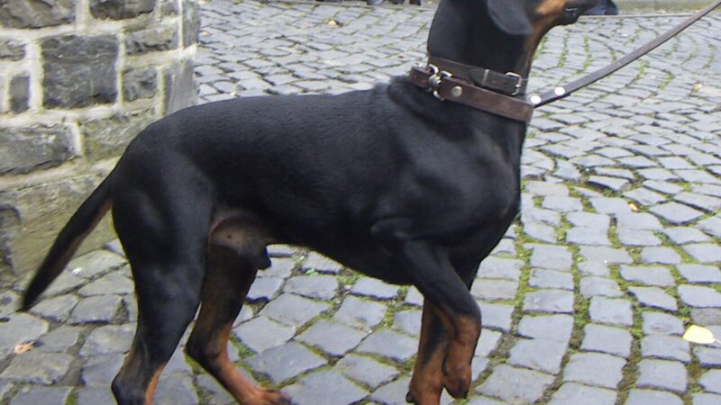 Brachet noir et feu (brachet autrichien)
