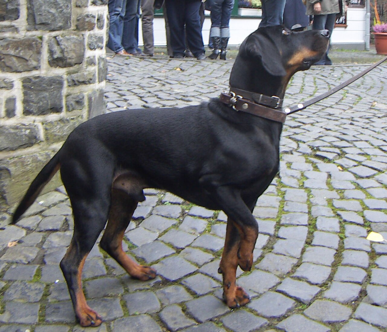 Brachet noir et feu (brachet autrichien)