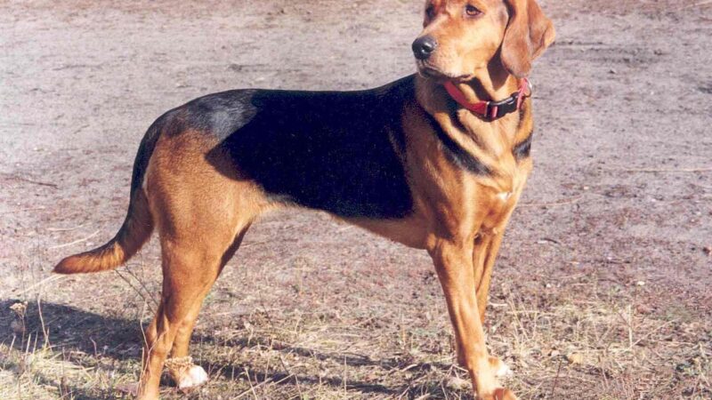 Brachet polonais