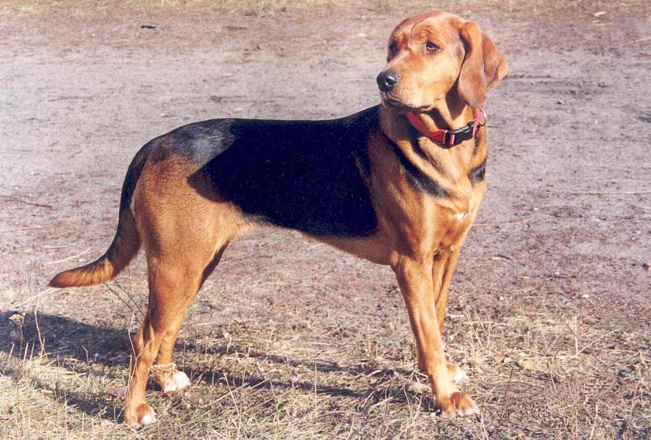 Brachet polonais