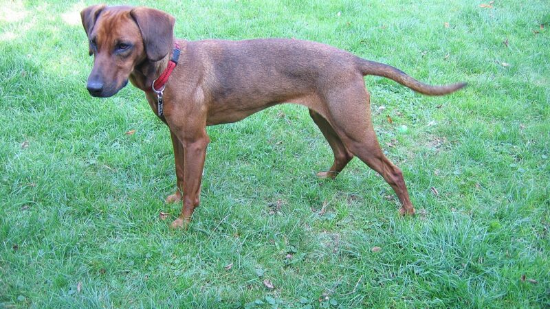 Brachet tyrolien