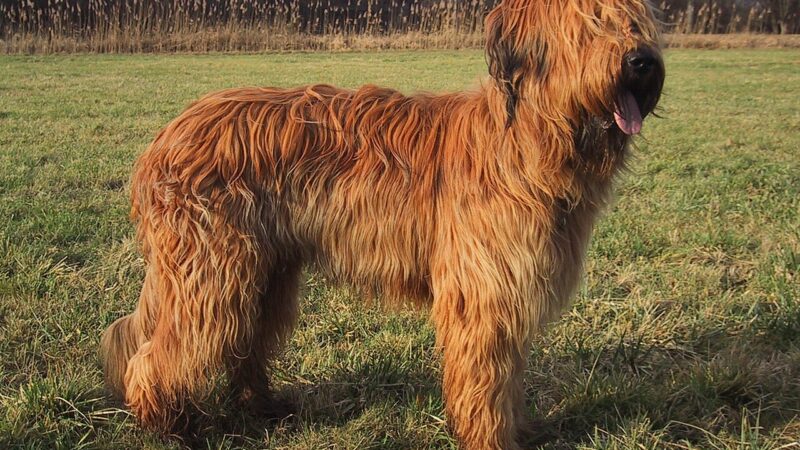Briard (berger de Brie)