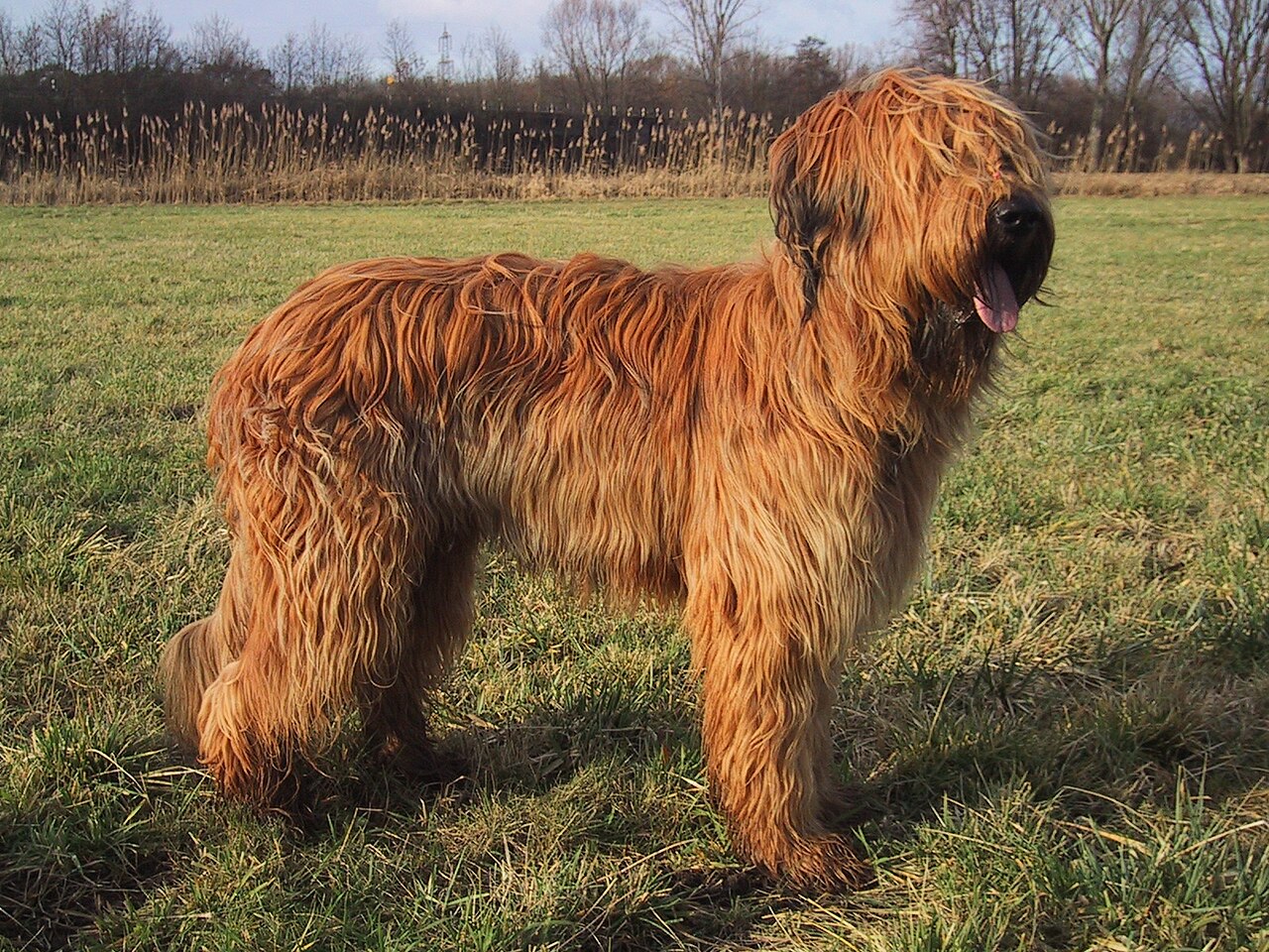 Briard (berger de Brie)
