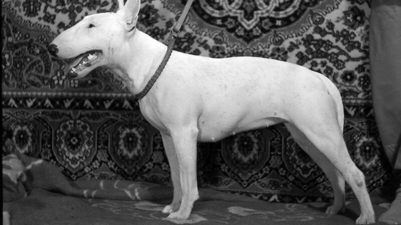 Bull Terrier