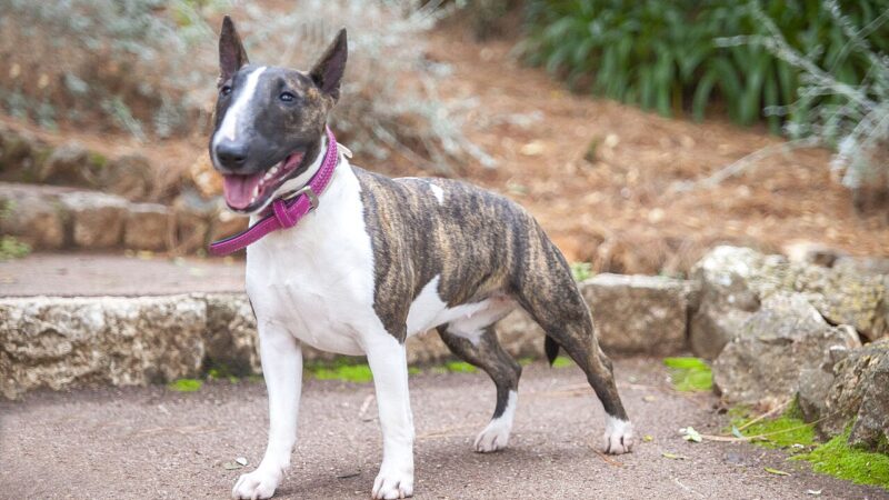 Bull Terrier miniature