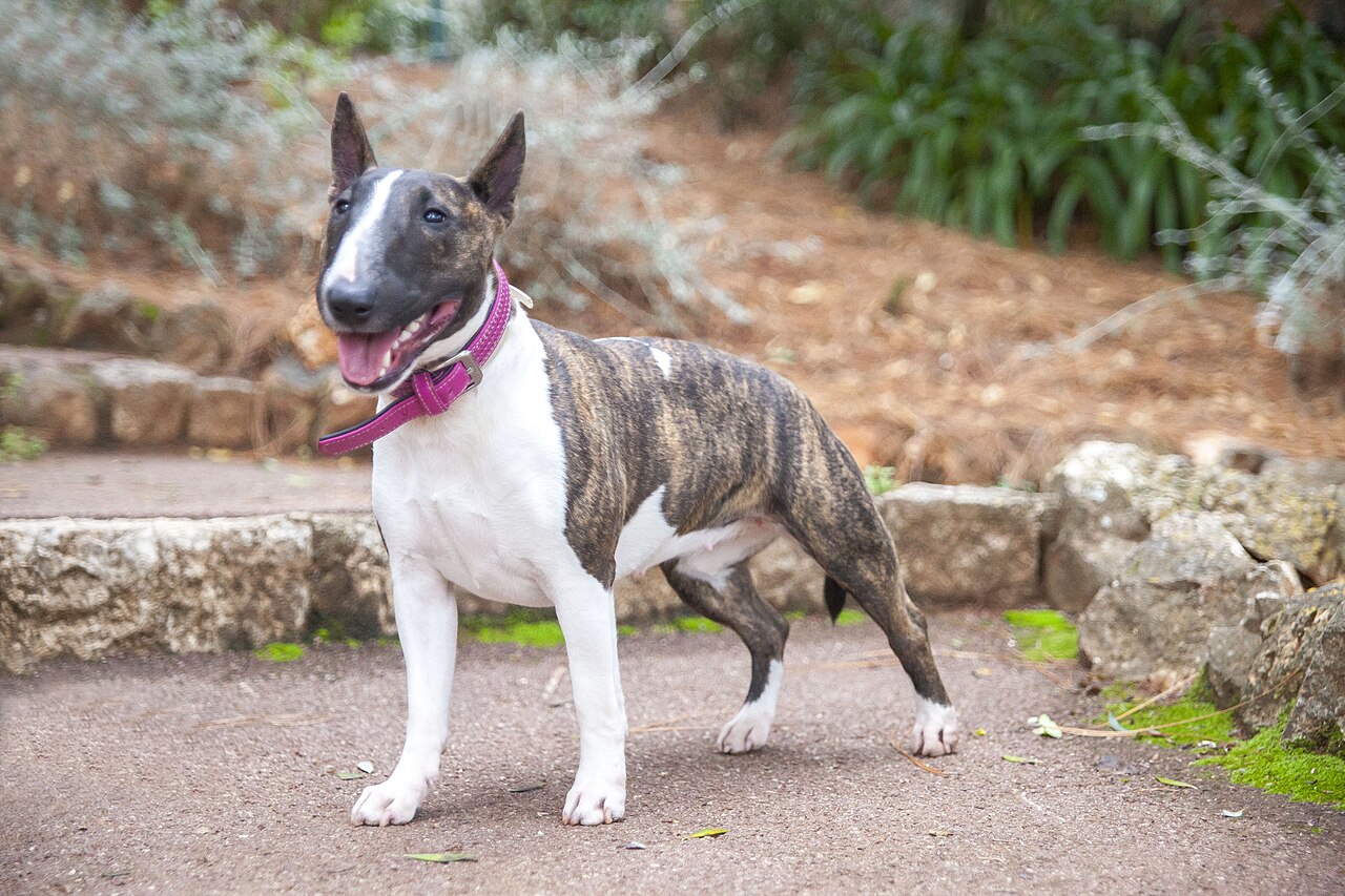 Bull Terrier miniature