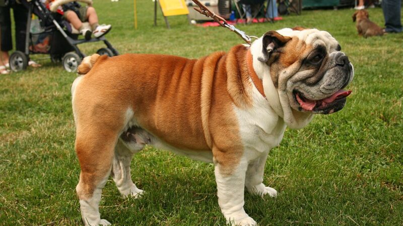 Bulldog anglais