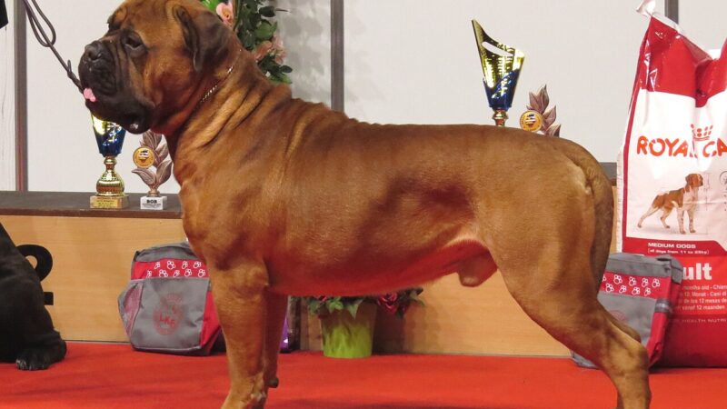 Bullmastiff