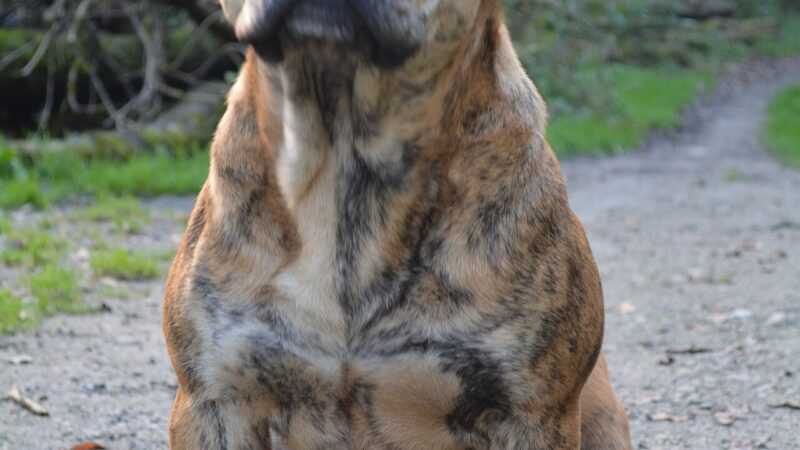 Ca de Bou (dogue de Majorque)