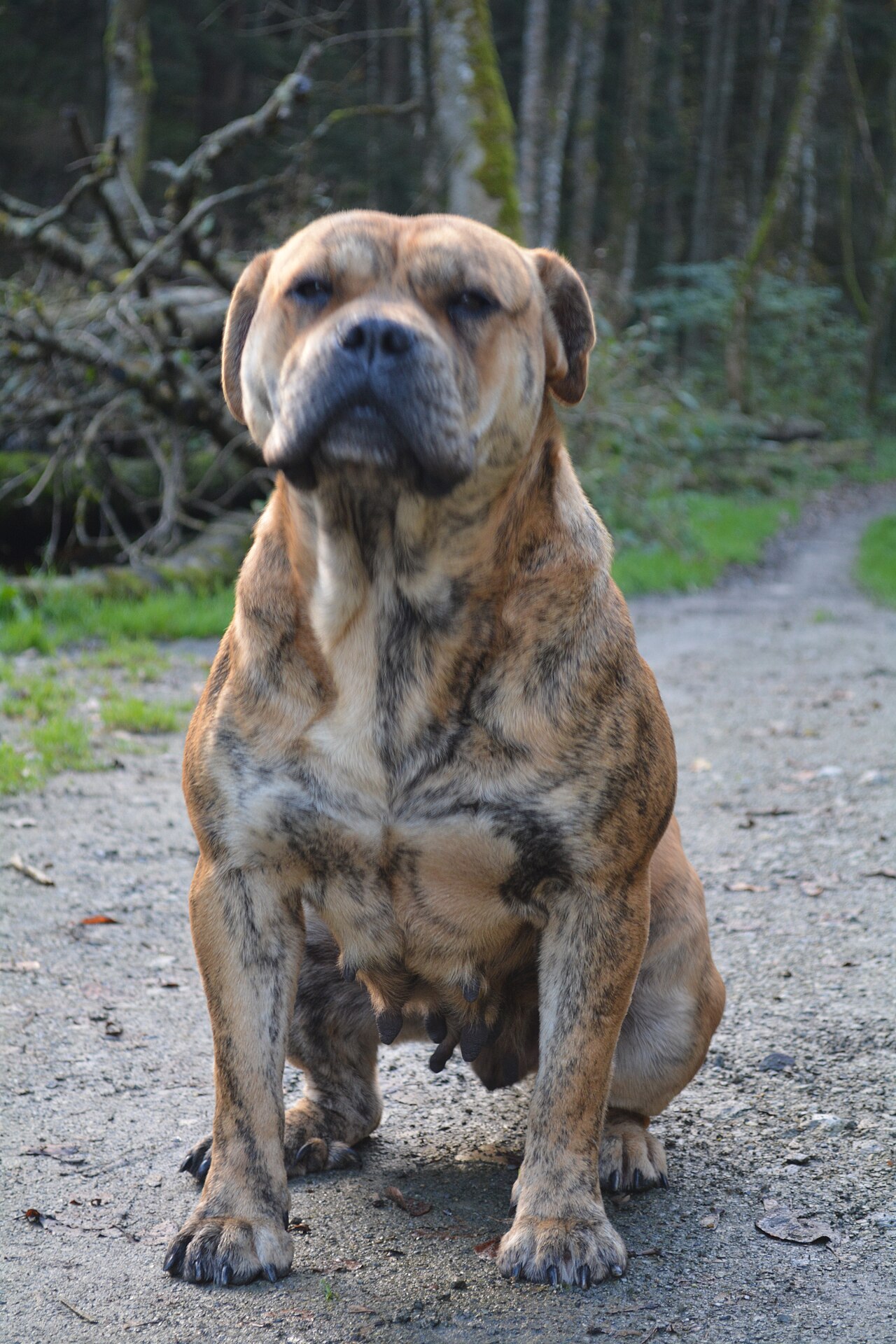 Ca de Bou (dogue de Majorque)