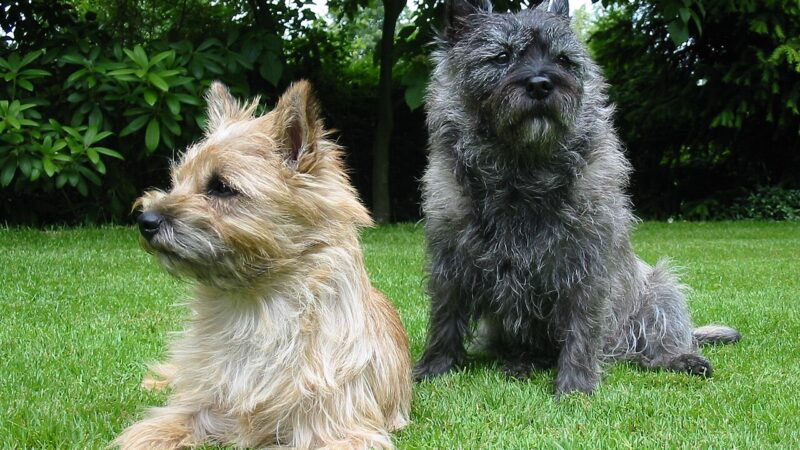 Deux cairn terriers, l'un sable et l'autre gris bringé, assis dans l'herbe