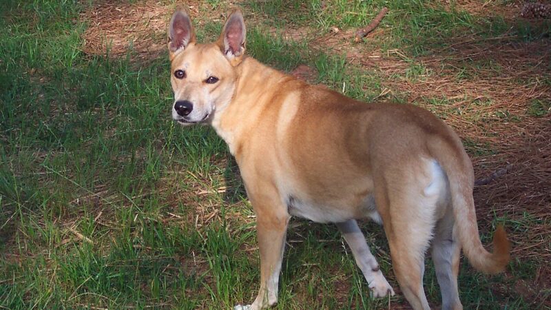 Carolina Dog