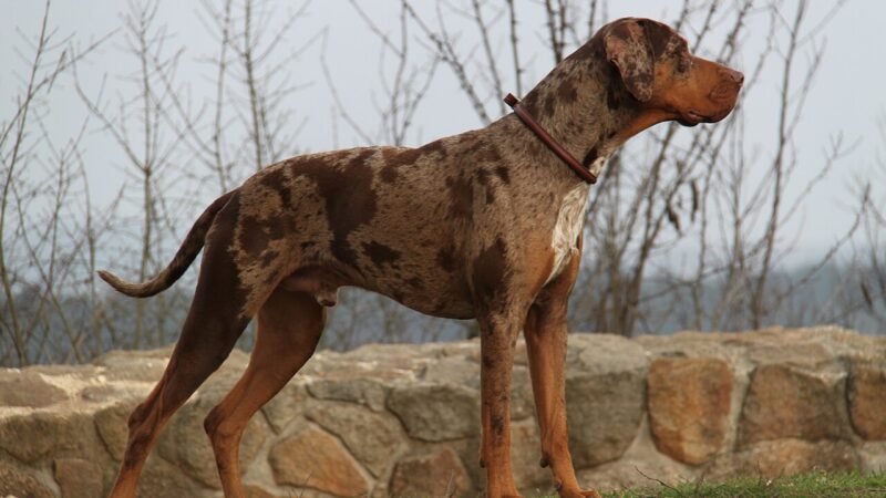 Chien léopard Catahoula