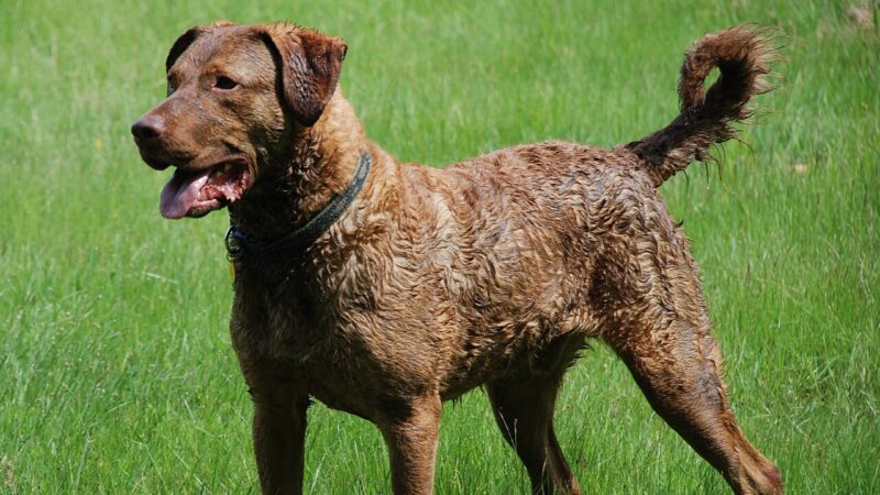 Retriever de la baie de Chesapeake