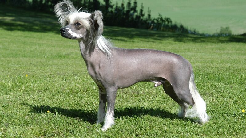 Chien chinois à crête