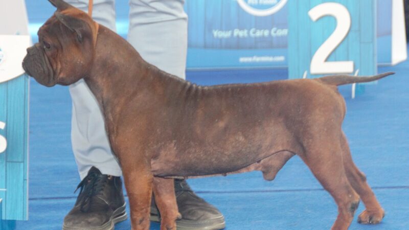 Chien chinois de Chongqing