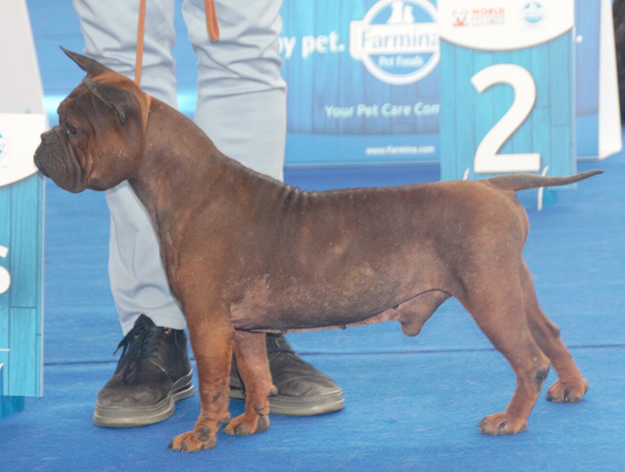 Chien chinois de Chongqing
