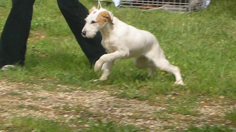 Chien courant d’Istrie à poil dur