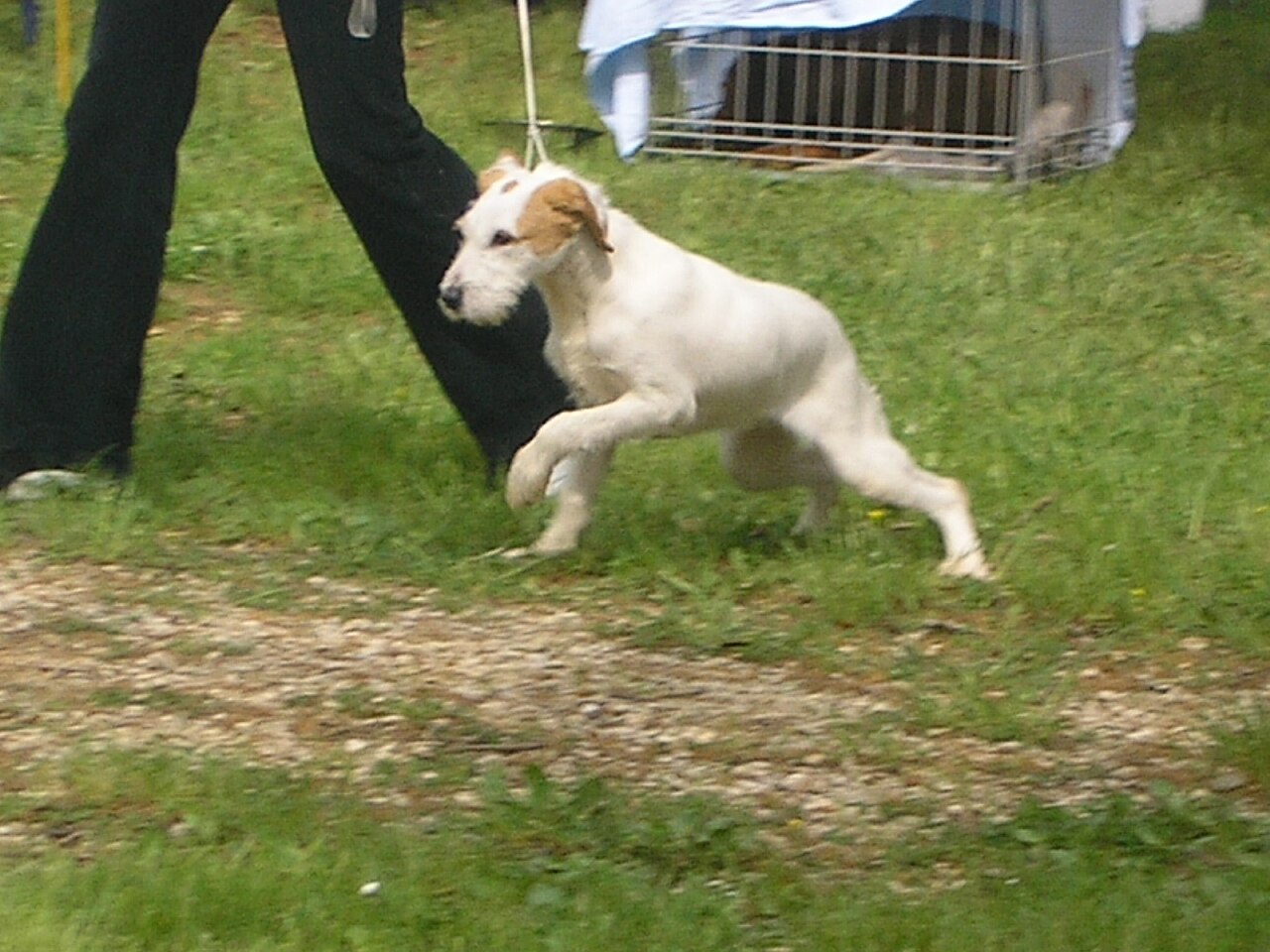 Chien courant d’Istrie à poil dur
