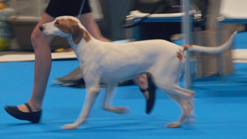 Chien courant d’Istrie à poil ras