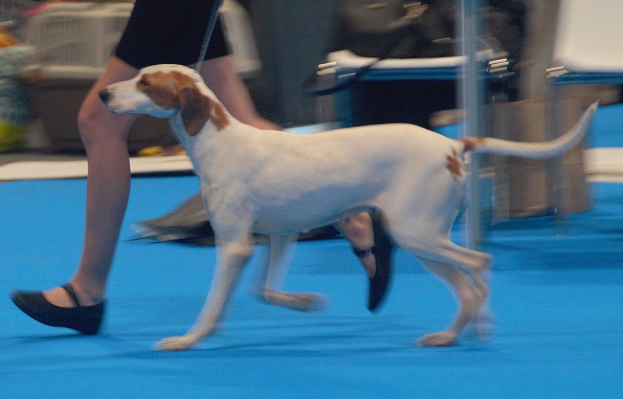 Chien courant d’Istrie à poil ras