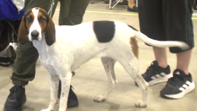 Chien courant de Halden