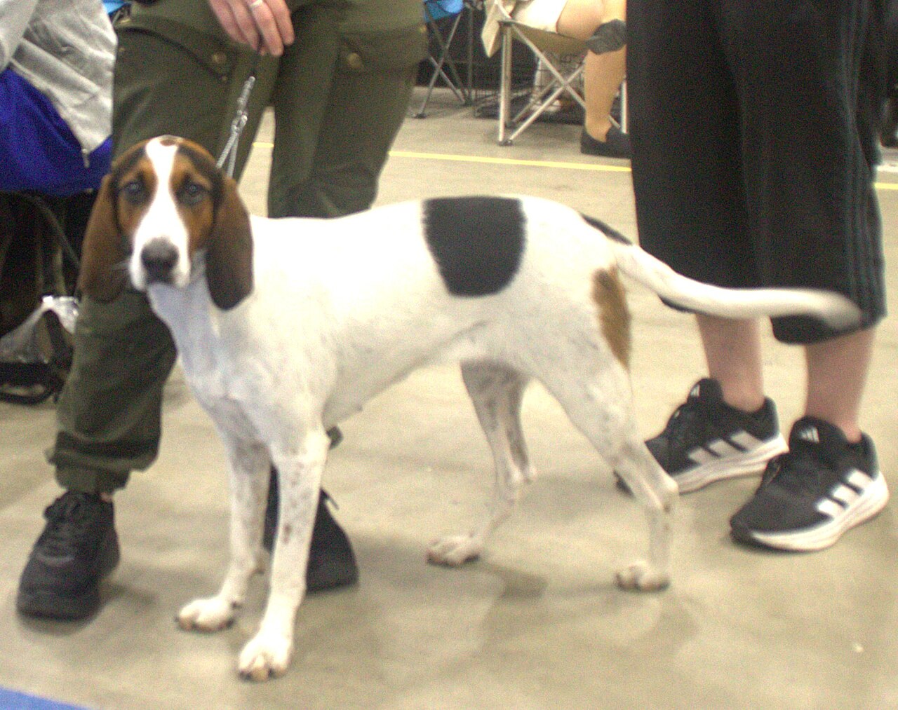 Chien courant de Halden
