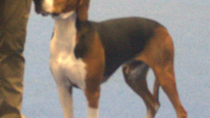 Chien courant de Hamilton (Hamiltonstövare)