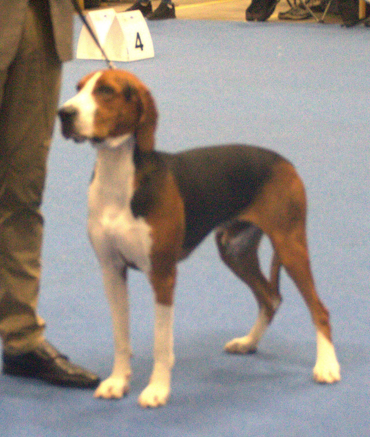 Chien courant de Hamilton (Hamiltonstövare)