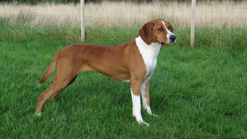 Chien courant de Hygen