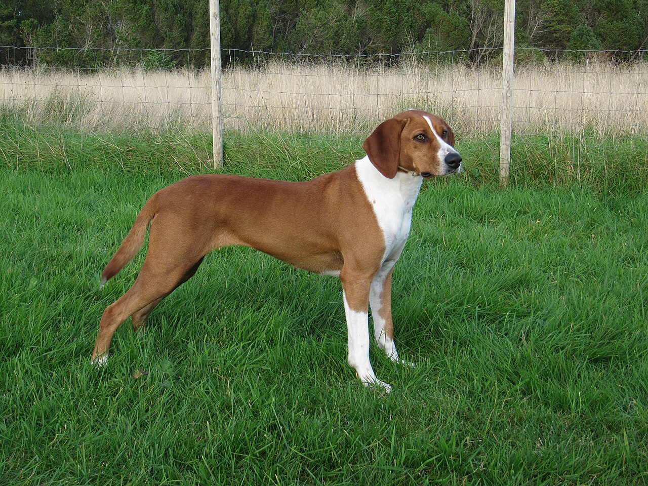 Chien courant de Hygen