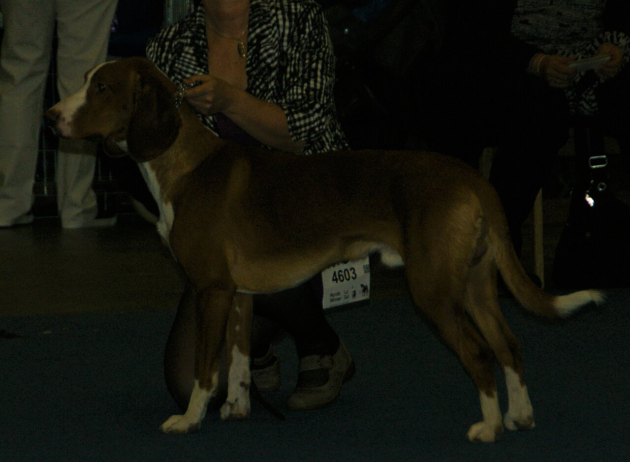 Chien courant de la vallée de la Save