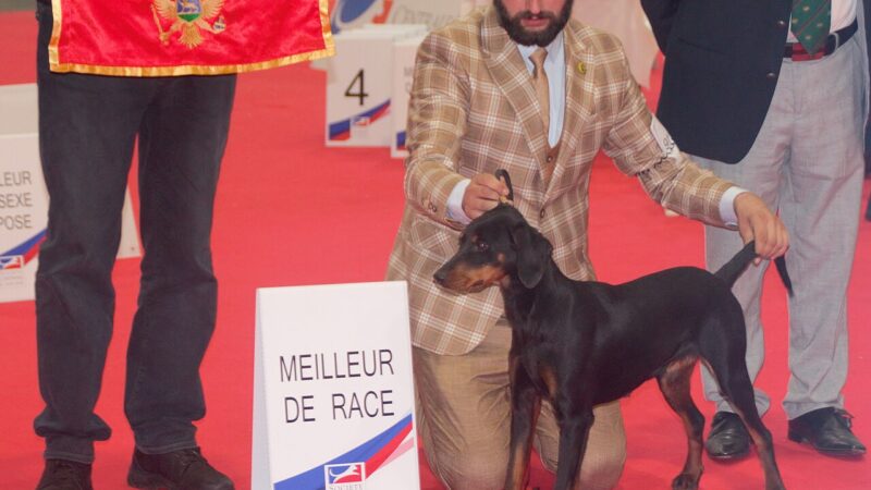 Chien courant de montagne du Monténégro