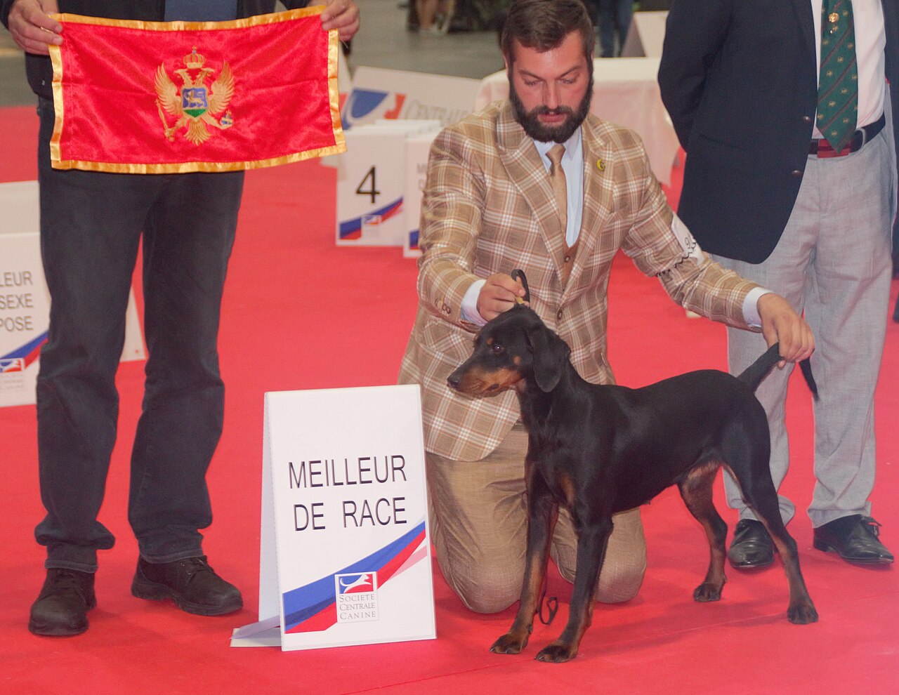 Chien courant de montagne du Monténégro