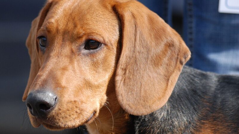 Chien courant de Schiller (Schillerstövare)