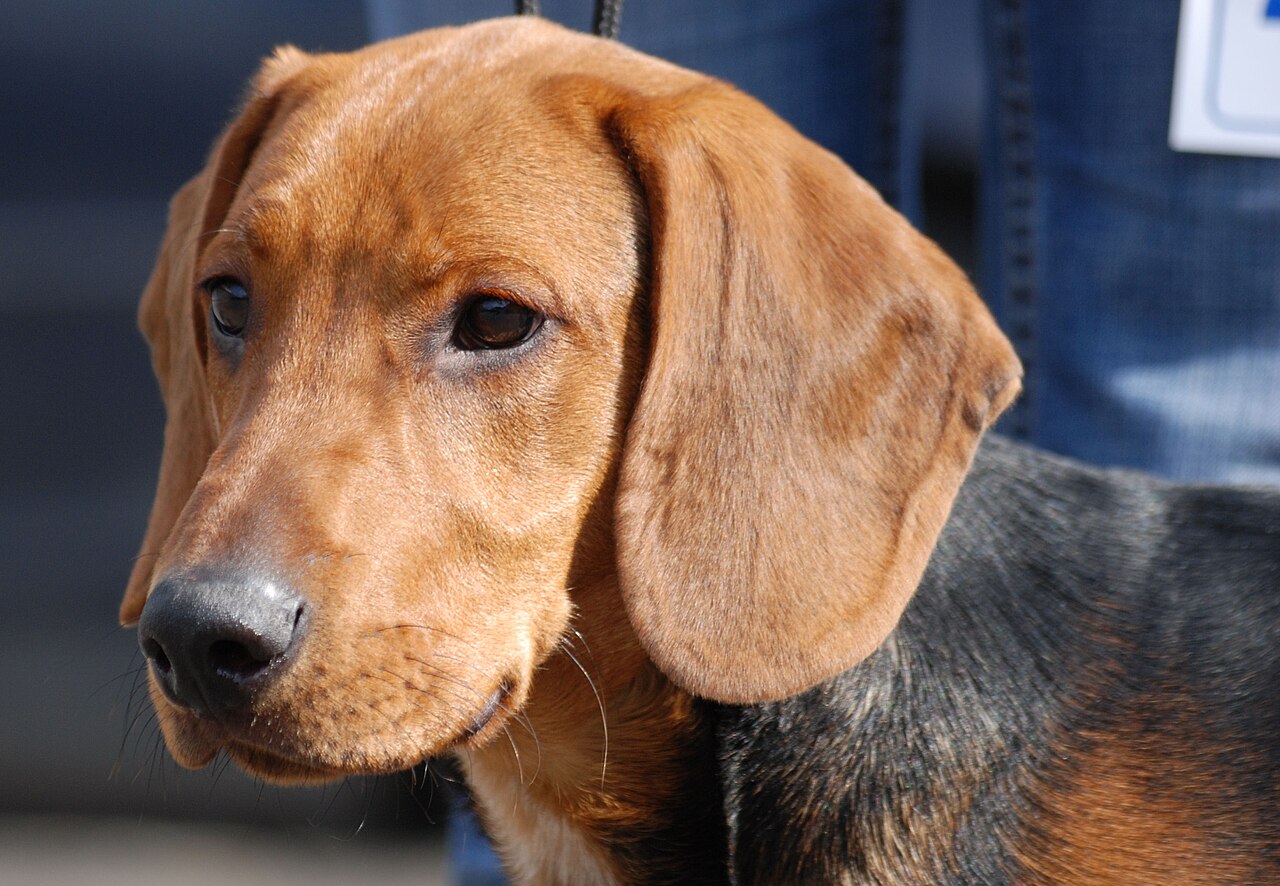 Chien courant de Schiller (Schillerstövare)
