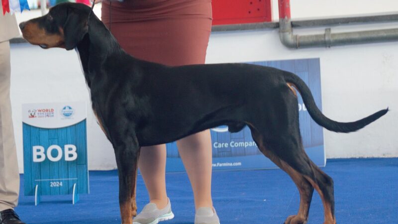 Chien courant de Transylvanie