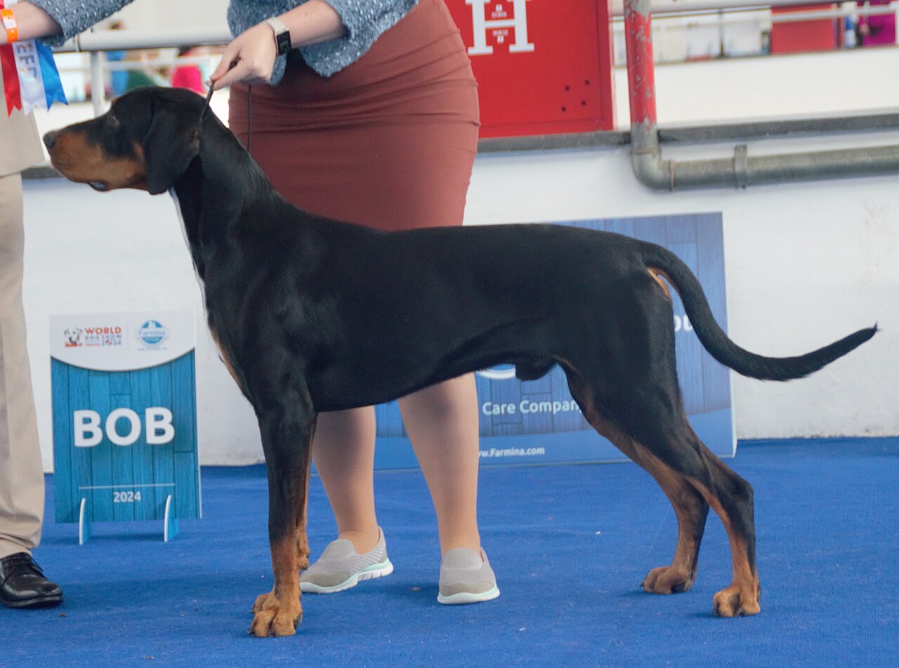 Chien courant de Transylvanie