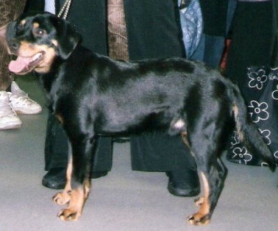 Chien courant du Småland (Smålandsstövare)