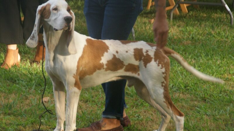 Chien courant espagnol (sabueso)