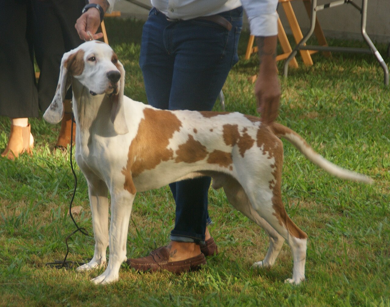 Chien courant espagnol (sabueso)