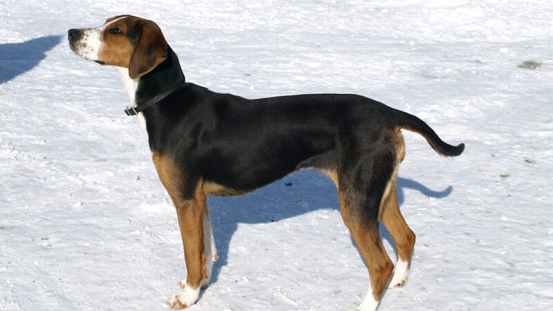 Chien courant finlandais