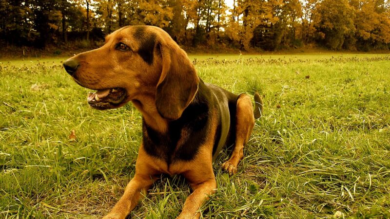 Chien courant grec (hellénique)