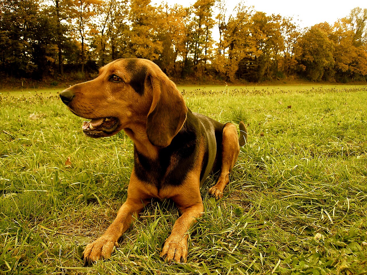 Chien courant grec (hellénique)