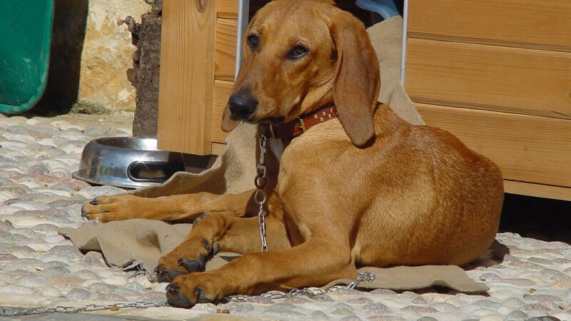 Chien courant italien à poil ras