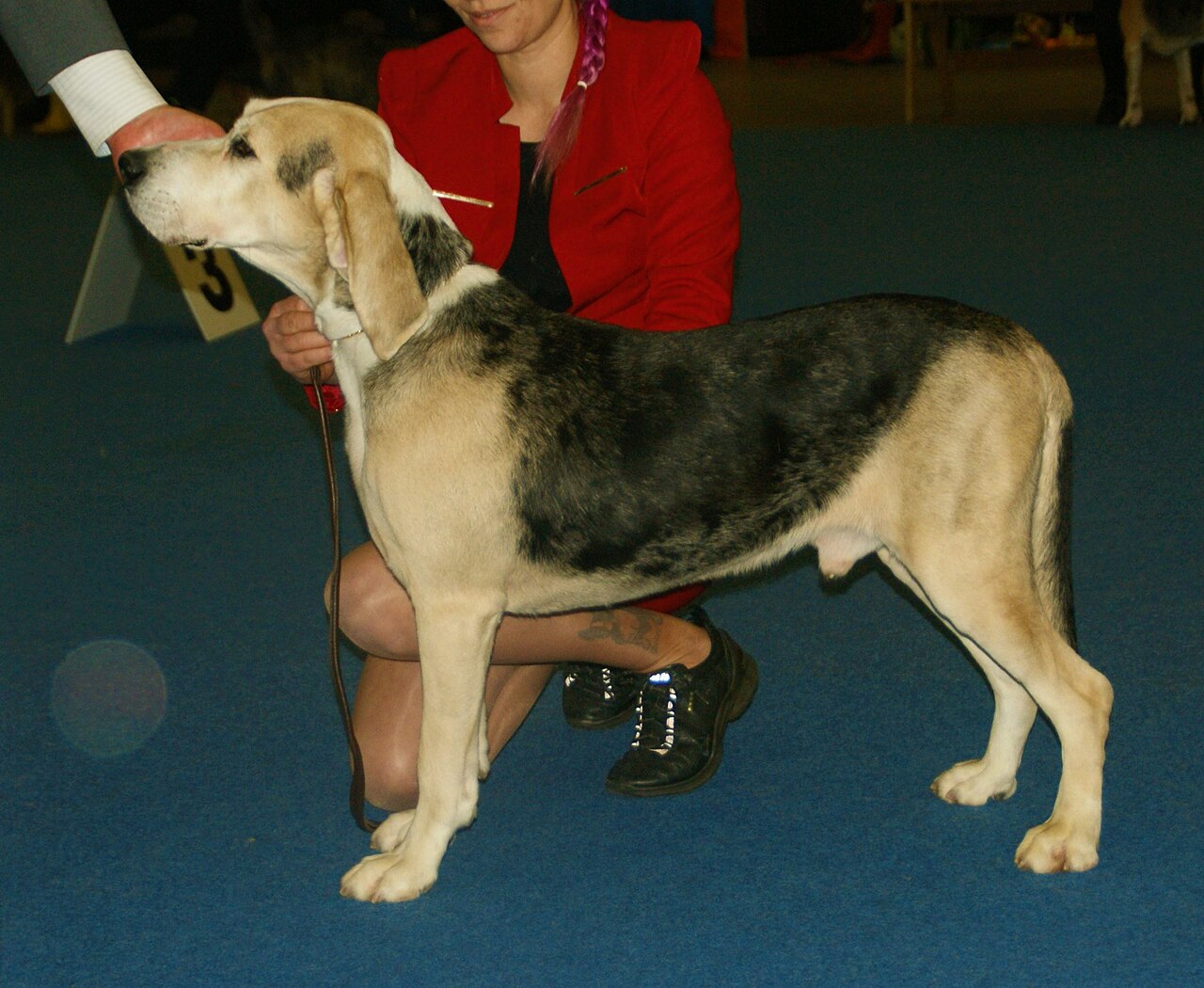 Chien courant norvégien (dunker)