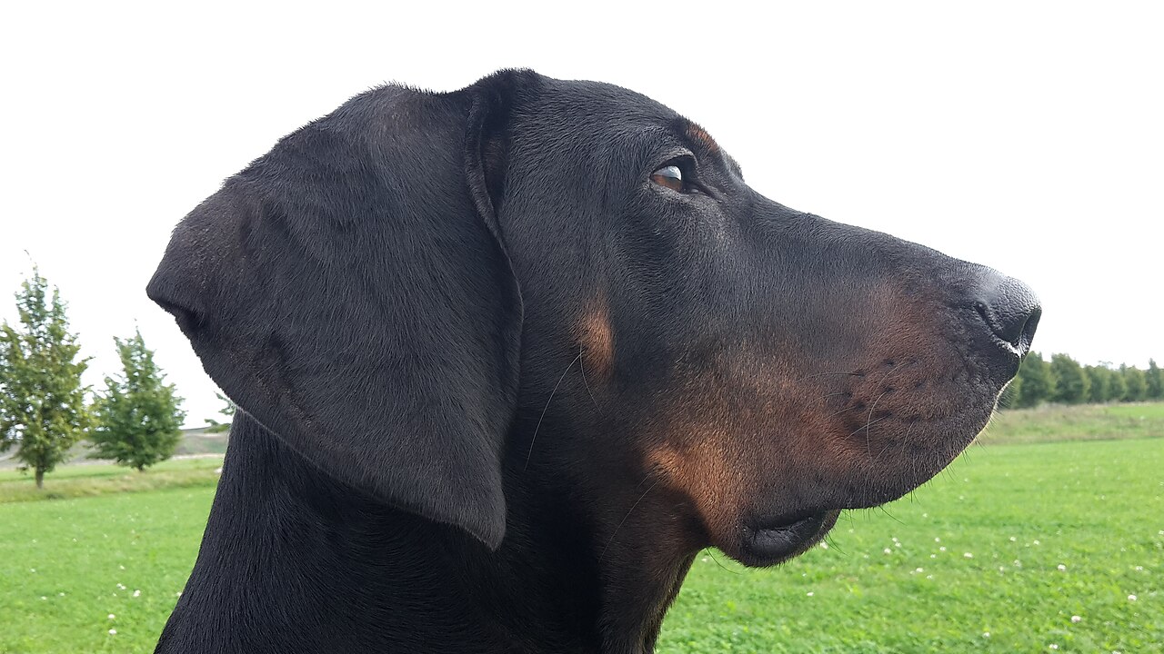 Chien courant polonais