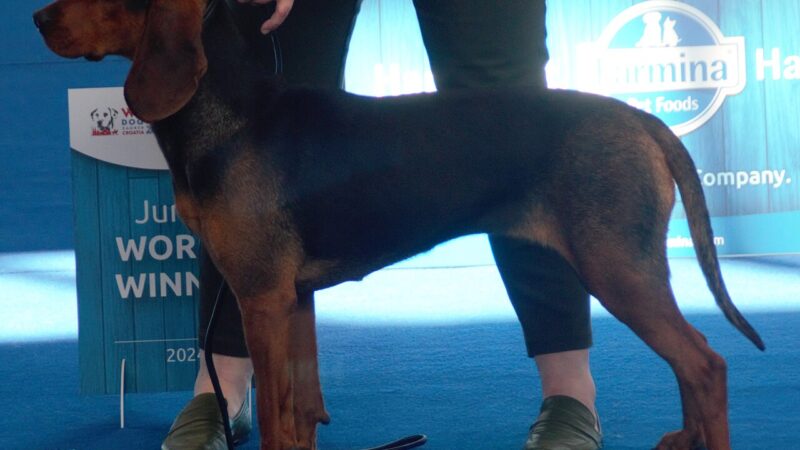 Chien courant serbe (des Balkans)
